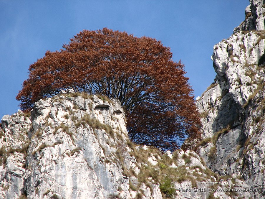 cancervo 043.jpg - Grande faggio secolare abbarbicato tra le rocce dei torrioni del Cancervo